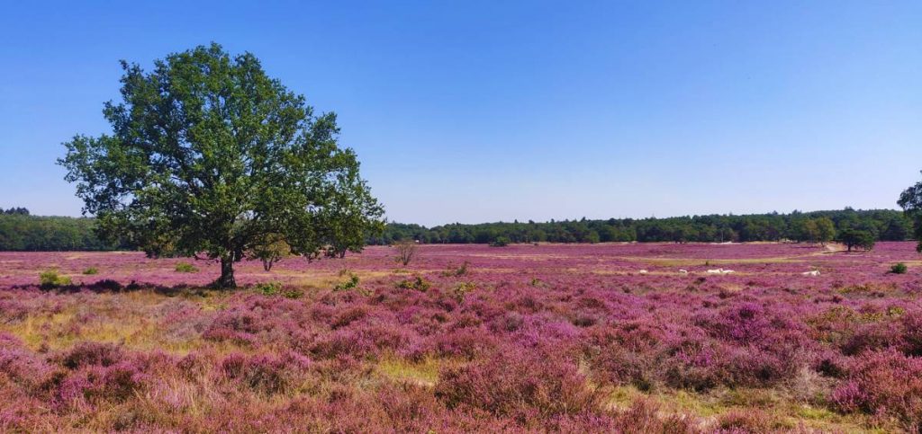Natuurhuisje in Breda